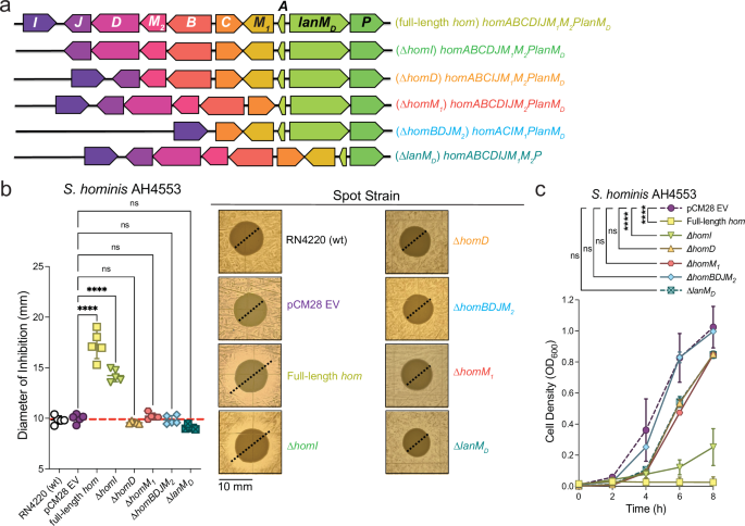 Fig. 4: Heterologous expression and product characterization of hom BGC.