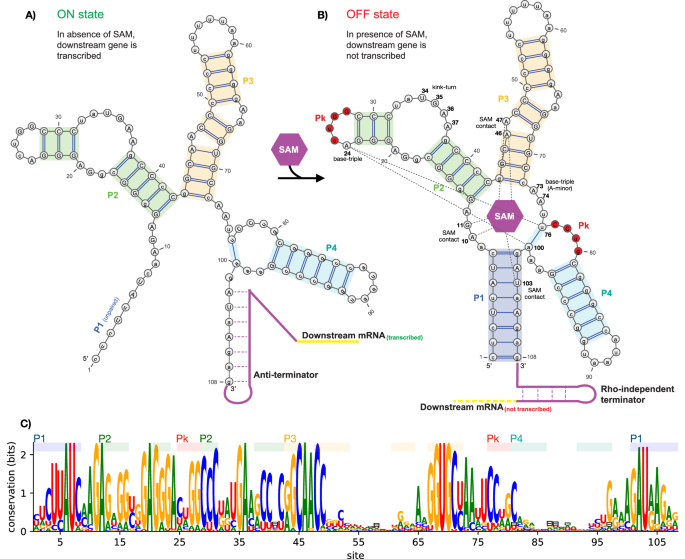 Fig. 1: Structure, regulatory function, and sequence conservation of the aptamer domain of the SAM-I riboswitch, acting at a transcriptional level.