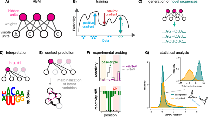 Fig. 2: RNA generative modeling with RBM and experimental validation.