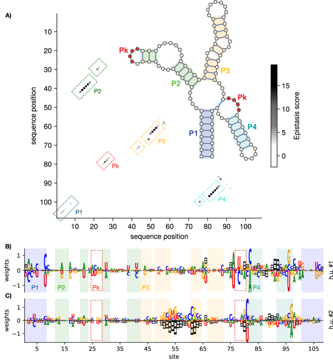 Fig. 3: Interpretation of RBM extracted features.