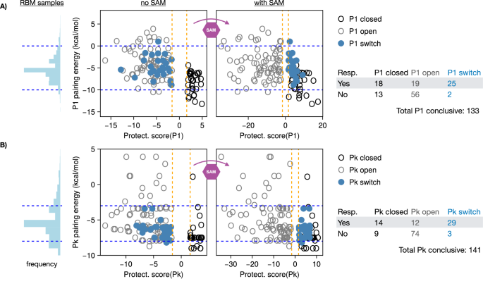 Fig. 8: Local responses along P1 and the pseudoknot (Pk) require intermediate pairing energies.