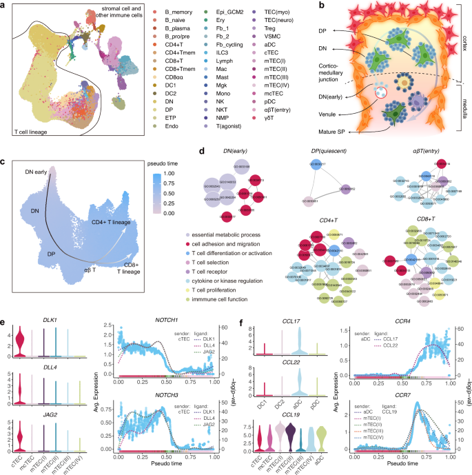 Fig. 5: Application of FastCCC to the developmental thymus dataset.