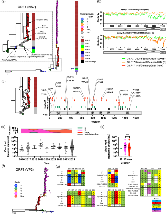 Fig. 2: Unique clusters of ORF1 and ORF3 in new GII.17 noroviruses with little impact on the viral load.