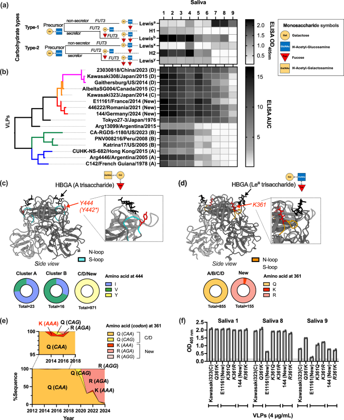 Fig. 3: New GII.17 noroviruses acquired a mutation to achieve better binding to additional HBGA cell-attachment factors.
