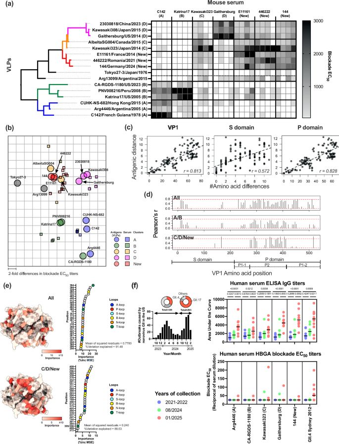 Fig. 4: Mutations on the VP1 shape the antigenic diversity of GII.17 noroviruses.