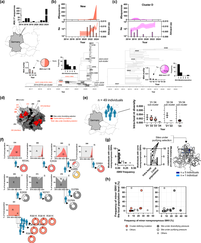 Fig. 5: Dynamic adaptive process of new GII.17 noroviruses during their evolution within local population and individuals.