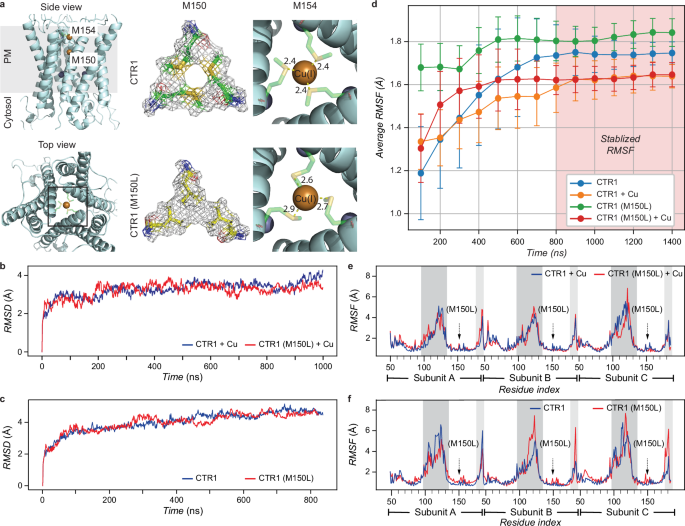 Fig. 1: MD simulations suggest CTR1(M150L) stabilizes the trimer and narrows the pore at M150.