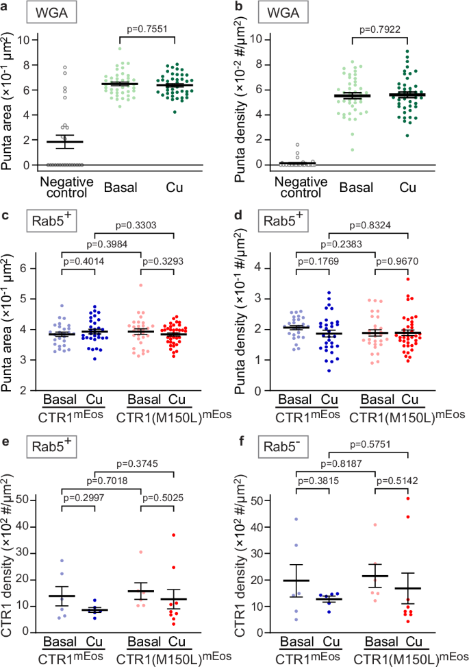 Fig. 4: Impact of Cu on global and Rab5-specific endocytosis.