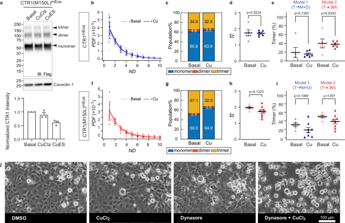Fig. 5: Intracellular copper elevation triggers CTR1 dissociation primarily in Rab5+, not Rab5–, compartments.
