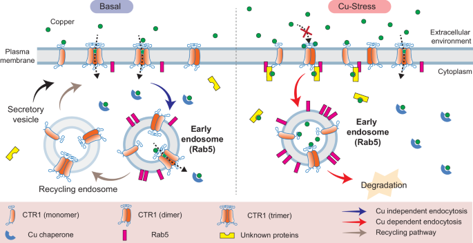 Fig. 6: Proposed model of CTR1 oligomeric state modulation and endocytosis under basal and copper-stress conditions.