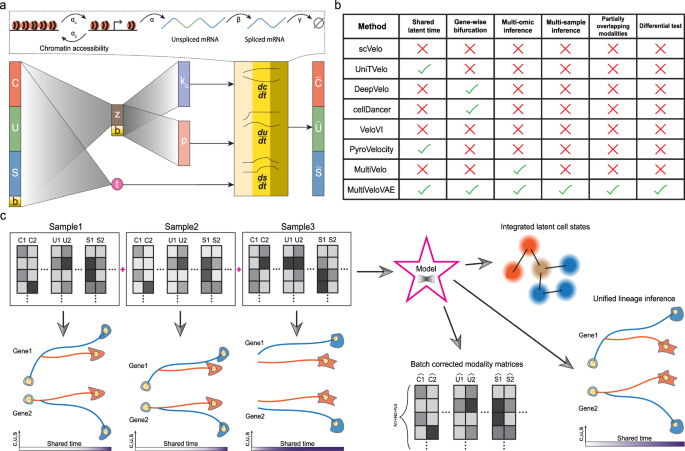 Fig. 1: Overview of the MultiVeloVAE model.