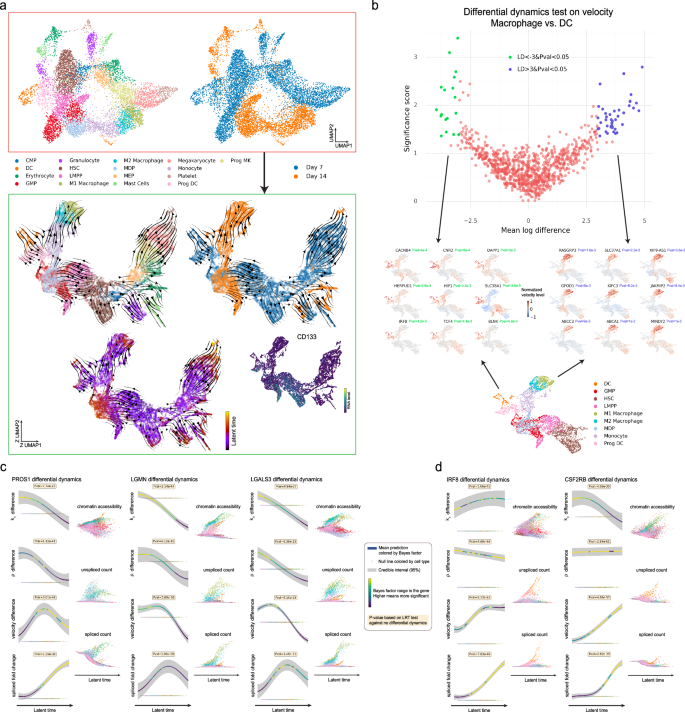 Fig. 6: Differential dynamics in macrophage differentiation.