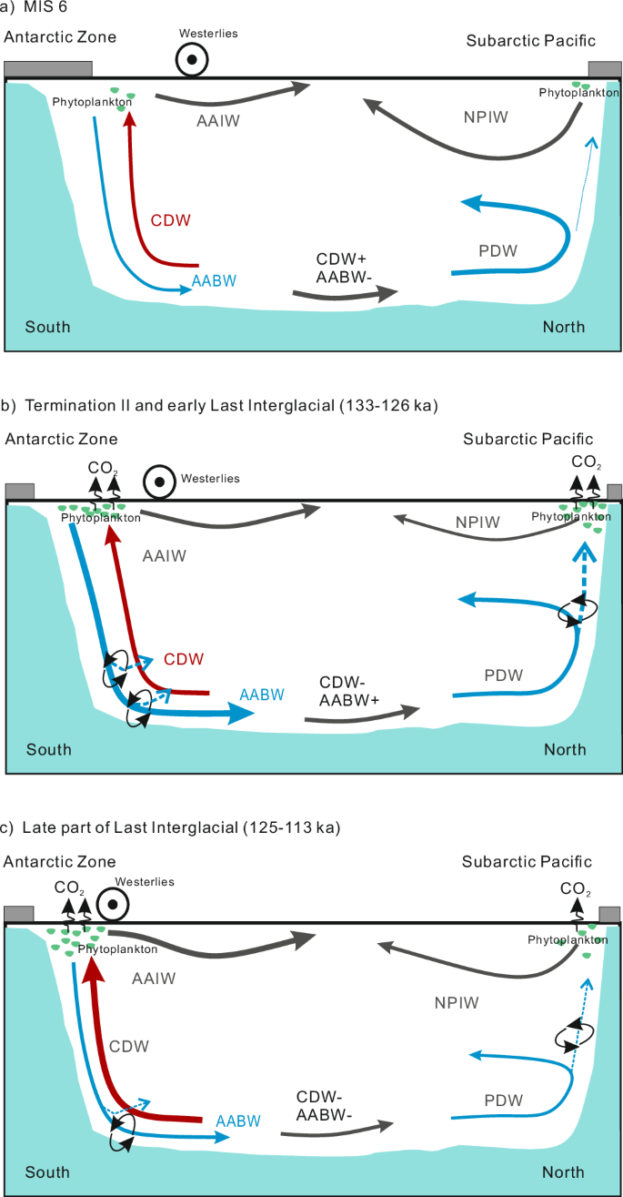 Fig. 5: Schematic illustration of polar export productivity and associated ocean circulation.