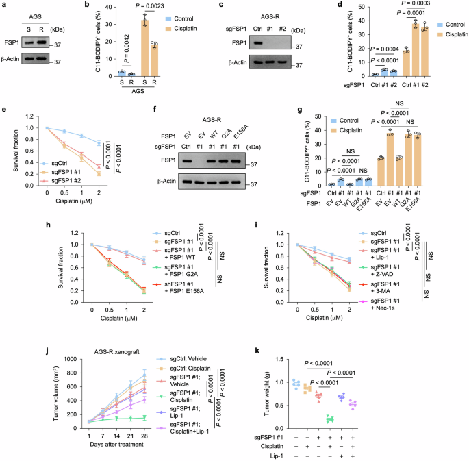 Fig. 2: FSP1 promotes GC chemoresistance by suppressing ferroptosis.