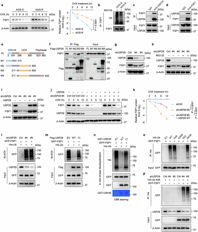 Fig. 3: USP29 interacts with and deubiquitinates FSP1.