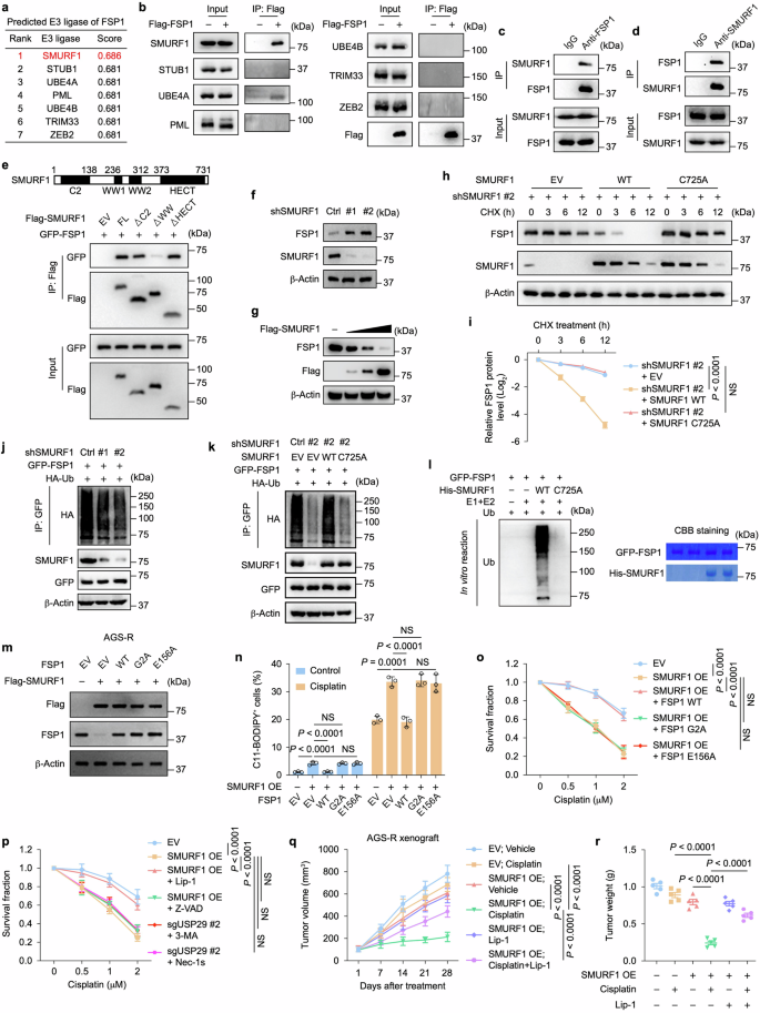 Fig. 5: SMURF1 enables chemosensitivity in GC by negatively regulating FSP1 stability as the specific E3 ubiquitin ligase.