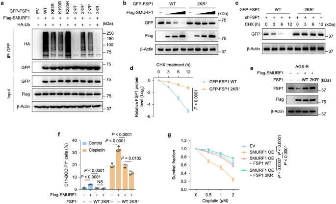 Fig. 6: SMURF1 enhances ferroptosis and GC chemosensitivity by governing FSP1 degradation through specific ubiquitination sites.