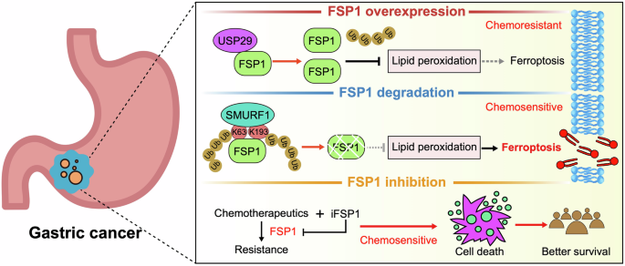 Fig. 8: Schematic model of USP29 and SMURF1 administrating FSP1 protein stability to facilitate GC chemoresistance.