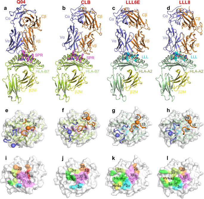 Fig. 2: Structure of SPR–HLA-B7 and LLL–HLA-A2 in complex of TCRs.