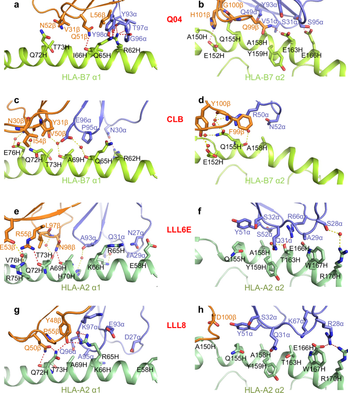 Fig. 3: Interactions of TCRs with HLA-B7 and HLA-A2.