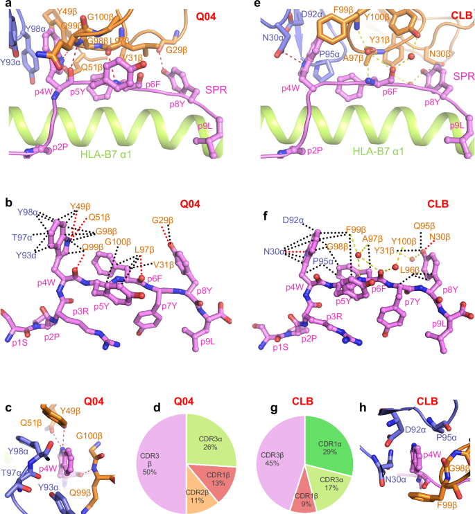 Fig. 4: Interactions of SARS-CoV-2-specific TCRs with the SPR peptide.