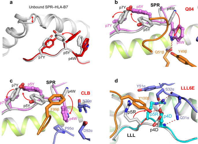Fig. 6: Conformational changes in pMHC upon TCRs binding.