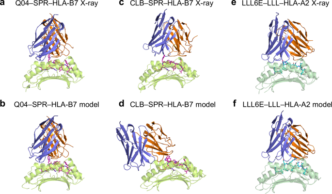 Fig. 7: Structural models of Q04, CLB, and LLL6E TCR–pMHC complexes in comparison with X-ray structures.