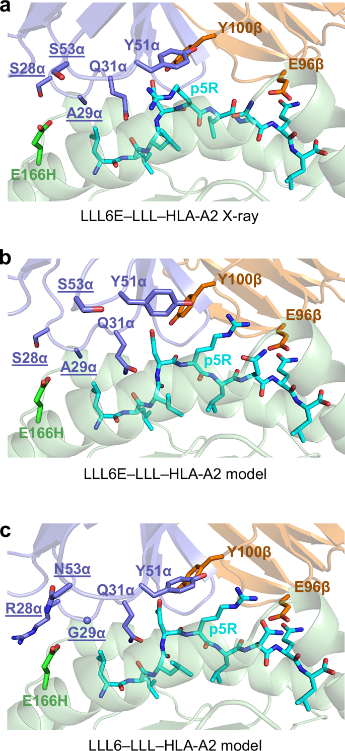 Fig. 8: Interface of modeled of LLL6 TCR complex and comparison between germline genes.