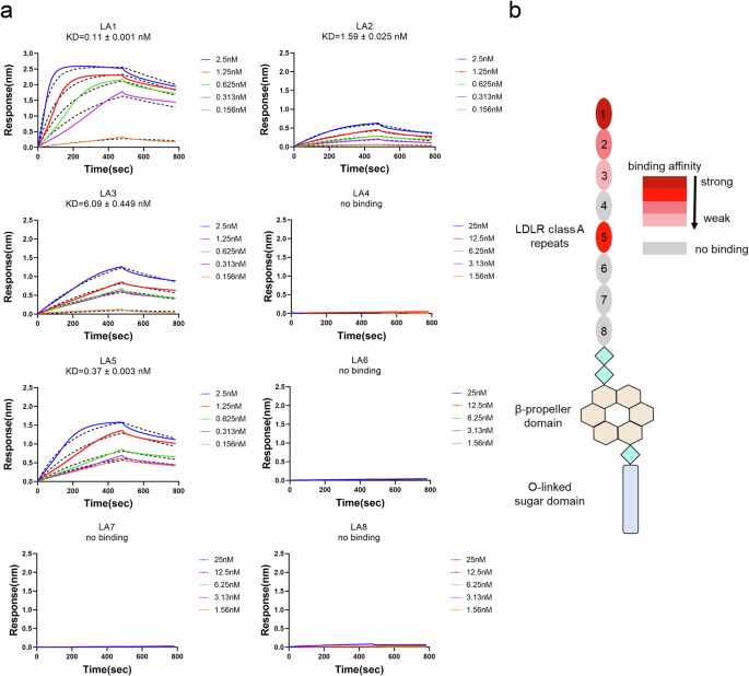 Fig. 2: BLI analysis of different LA repeats.