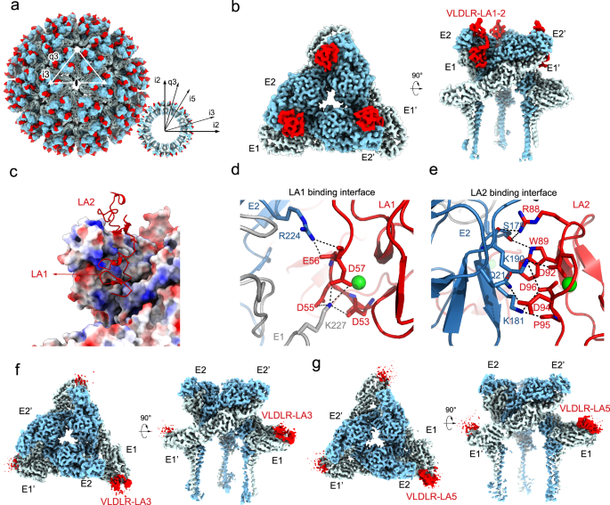 Fig. 3: Structure and interactions of VLDLR LA1-3 binding with WEEV VLP and mapping of the LA3 and LA5 domains and WEEV binding sites.