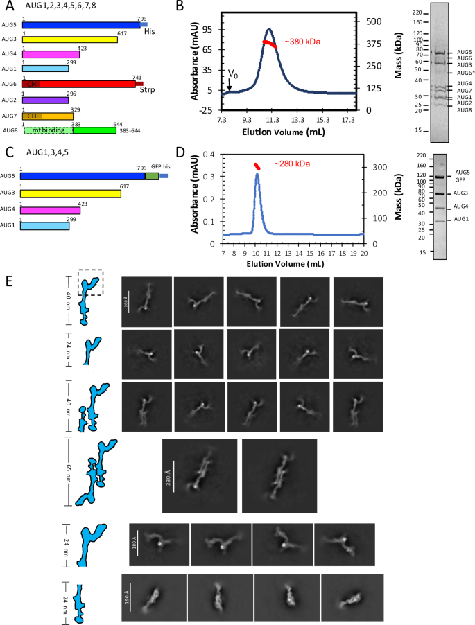 Fig. 1: Biochemical and structural characterization of A. thaliana Augmin assemblies.