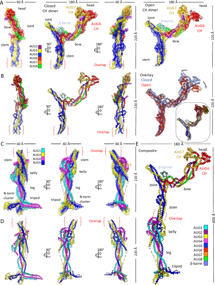 Fig. 2: Single particle Cryo-EM structures and models of Augmin assemblies.