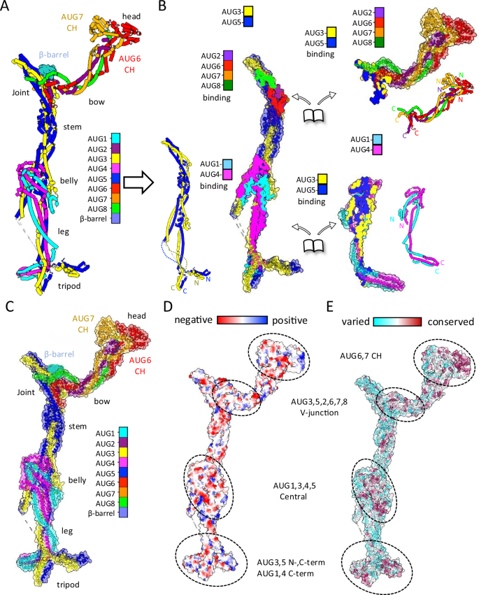Fig. 3: Architectural coiled-coil organization and conservation of the Augmin assembly.