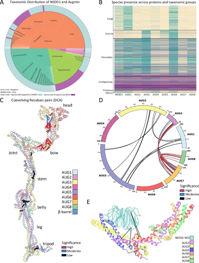 Fig. 7: Coevolutionary analysis and direct coupling analyses support the Augmin hetero-octameric assembly structure and its interface with NEDD1-WD β propeller.