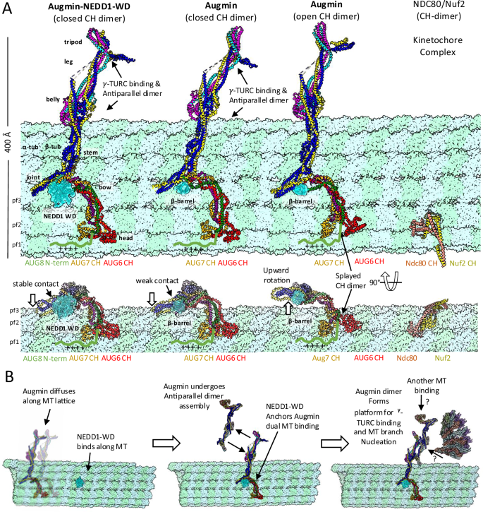 Fig. 8: Mechanistic model of Augmin-NEDD1-MT interactions and MT branch nucleation.