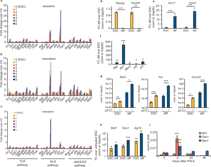 Fig. 1: Ifih1 expression is induced upon differentiation.
