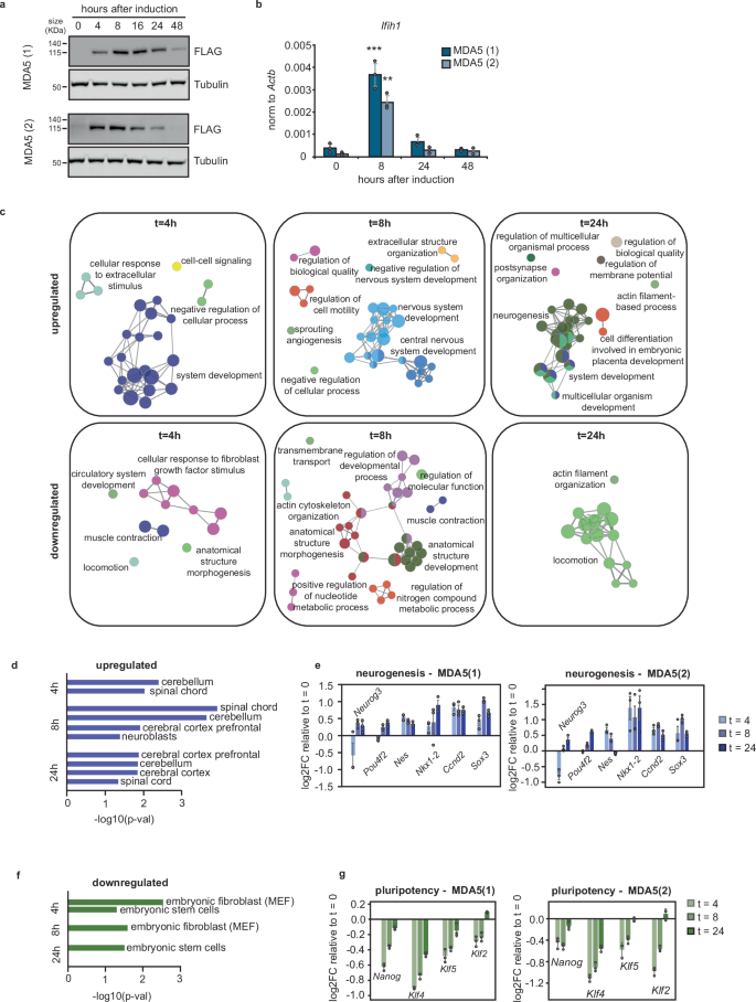 Fig. 2: Ifih1 results in defects of the pluripotency and differentiation programme of ESCs.