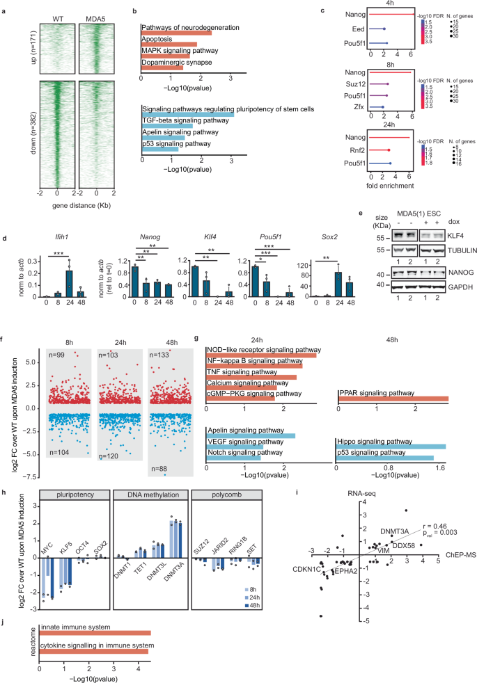 Fig. 3: MDA5 expression leads to pluripotency transcription factor downregulation and innate immune signalling.
