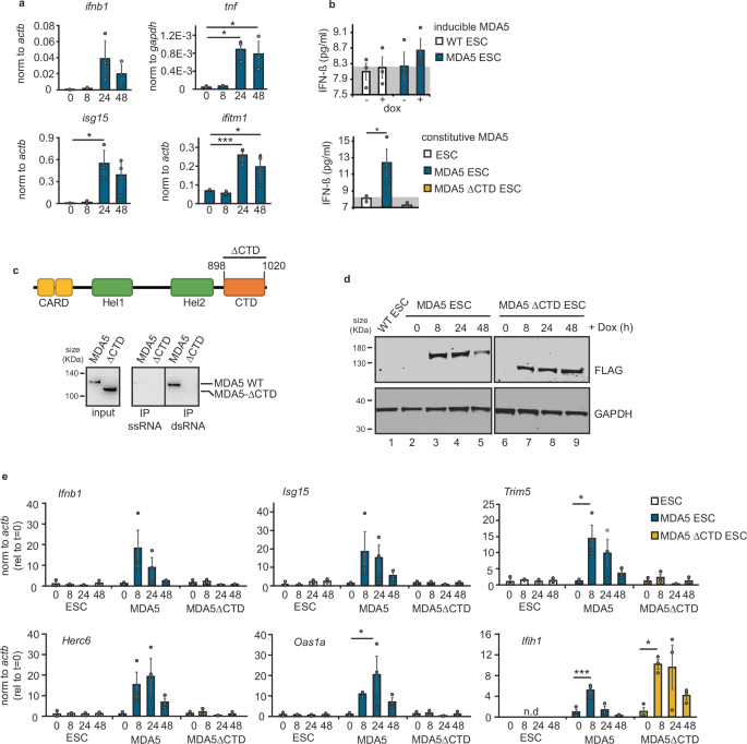Fig. 4: MDA5 expression results in IFN activation through endogenous dsRNA recognition.