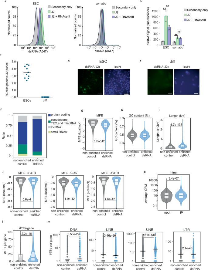 Fig. 5: ESCs accumulate endogenous dsRNA derived from transposable elements.
