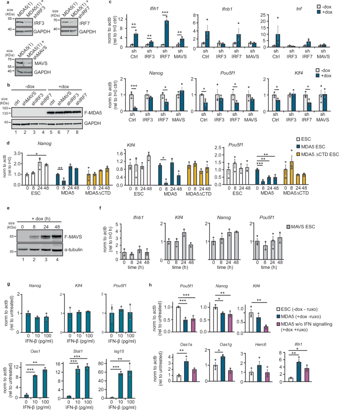 Fig. 6: IRF3 activation and IFN production is responsible for pluripotency perturbation.
