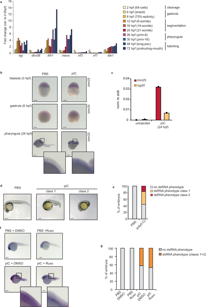 Fig. 7: IFN response is silenced in zebrafish early development.