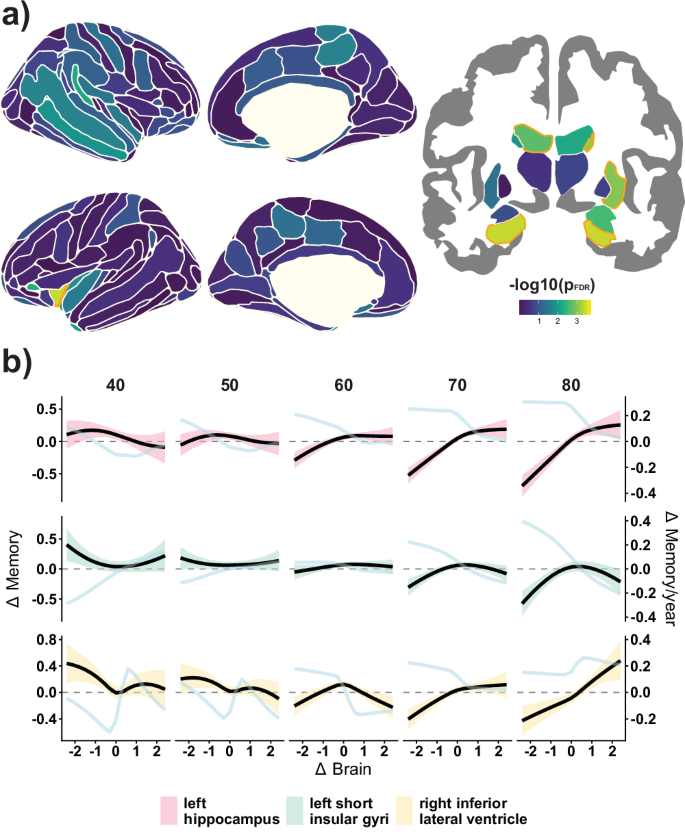 Fig. 2: Effect of age on Brain change – Memory change associations.