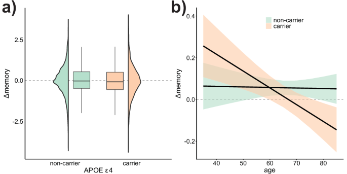 Fig. 4: APOE ε4 associations with memory change.