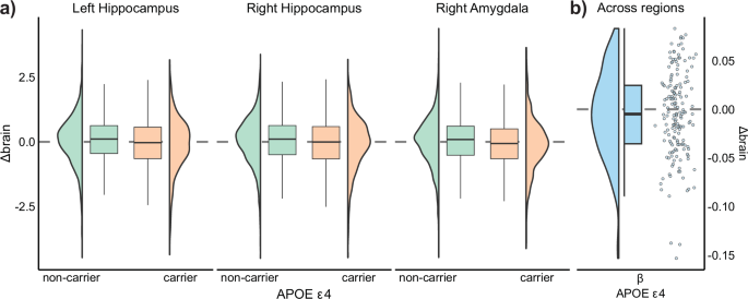 Fig. 5: APOE ε4 associations with brain change.