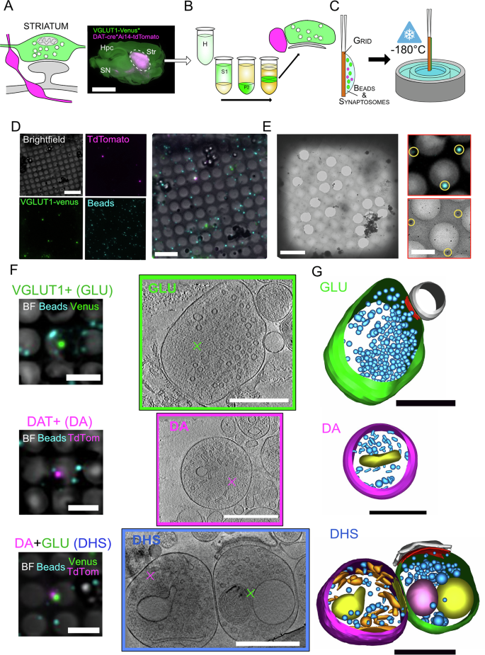 Fig. 1: Cryo-CLEM and cryo-ET of cortico-striatal and dopaminergic synaptosomes.