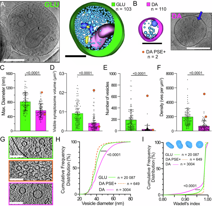 Fig. 2: Comparison of synaptosome size and vesicular content for GLU and DA synaptosomes.
