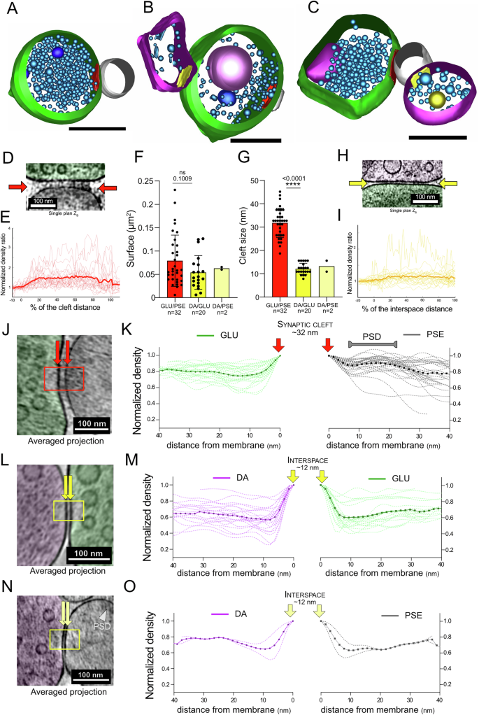 Fig. 3: Contact zones between GLU, DA synaptosomes and PSEs.