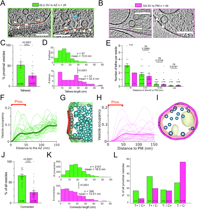 Fig. 4: Vesicles with tethers and connectors in GLU and DA synaptosomes.