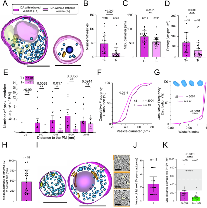 Fig. 5: Distribution of tethered vesicles in DA synaptosomes.